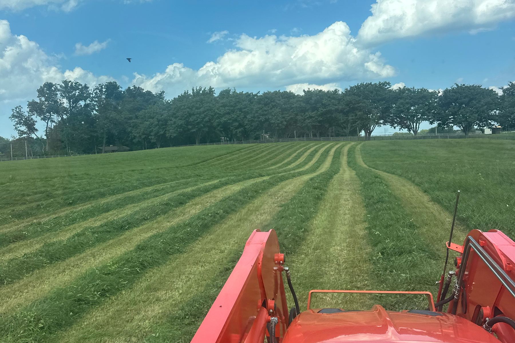 Freshly mowed hayfield with cut rows, seen from the cab of an orange tractor